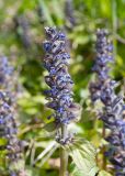 Ajuga reptans