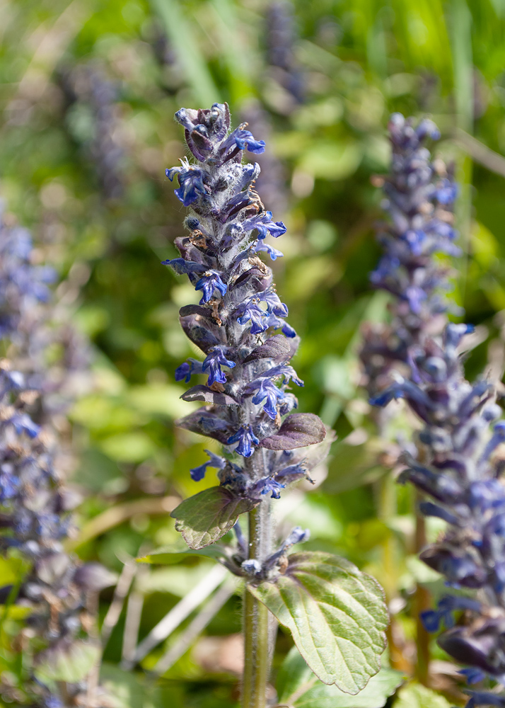 Image of Ajuga reptans specimen.