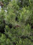 Pinus halepensis. Ветви с шишками разной степени зрелости. Грузия, г. Тбилиси, в культуре. 10.06.2023.