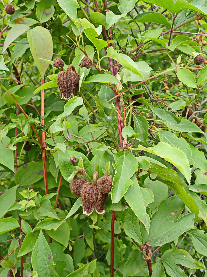Image of Clematis fusca specimen.