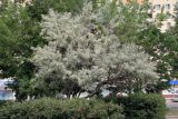 Elaeagnus angustifolia. Растение в городском озеленении. Псков. 10.07.2006.