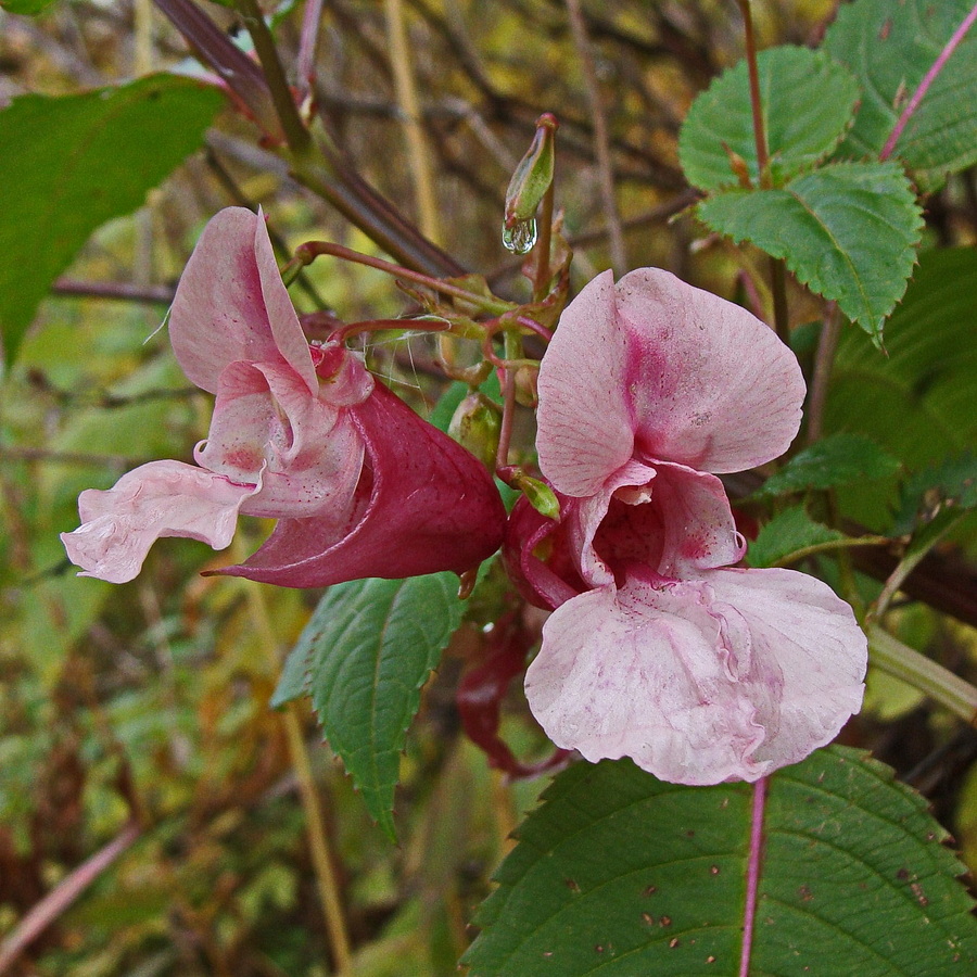 Image of Impatiens glandulifera specimen.