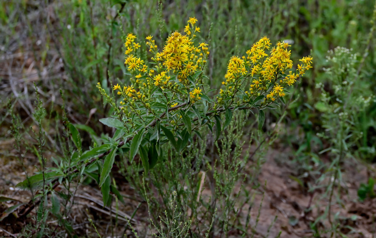 Image of Solidago virgaurea specimen.