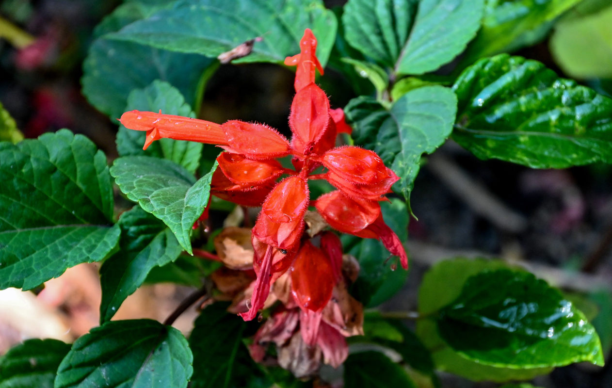 Image of Salvia splendens specimen.