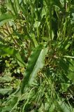 genus Rumex. Части побегов. Кабардино-Балкария, Эльбрусский р-н, окр. поляны Чегет, выс. 2060 м н.у.м., левый берег р. Донгуз-Орун. 16 июня 2018 г.