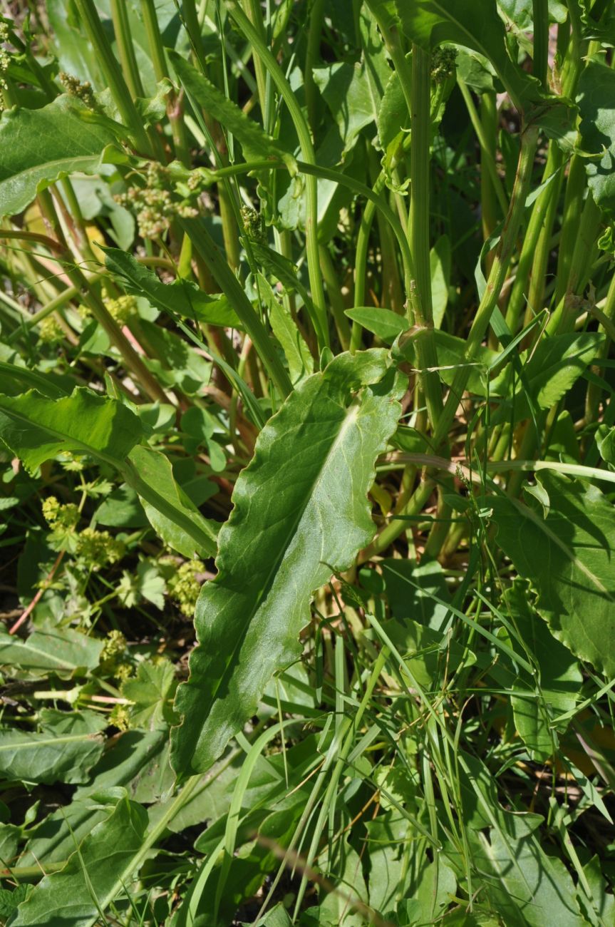 Image of genus Rumex specimen.