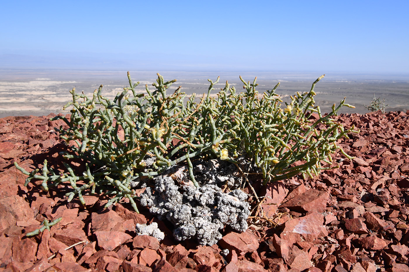 Image of Anabasis truncata specimen.