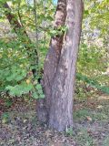 Смотреть изображение Platanus occidentalis
