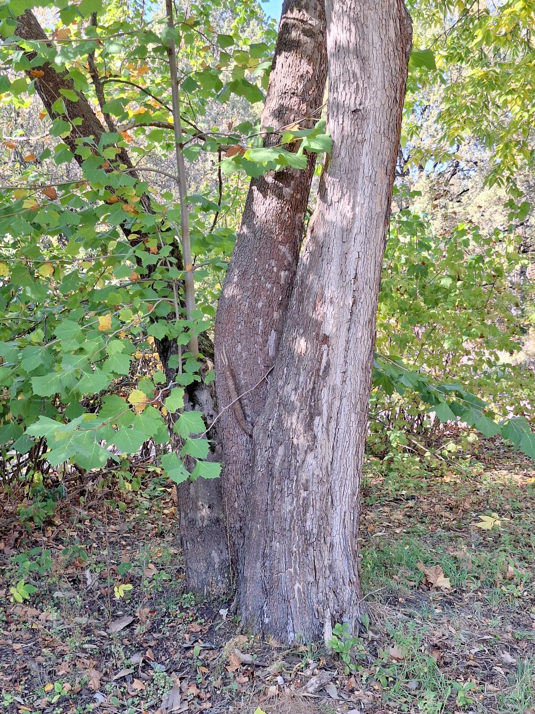 Image of Platanus occidentalis specimen.