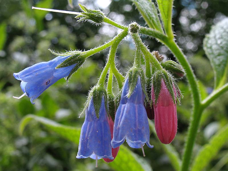 Изображение особи Symphytum asperum.