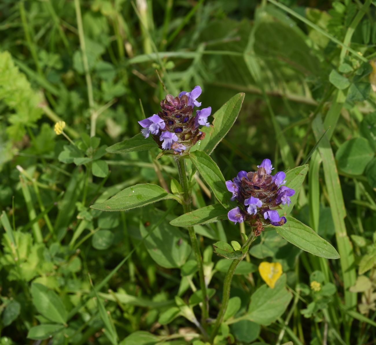 Изображение особи Prunella vulgaris.