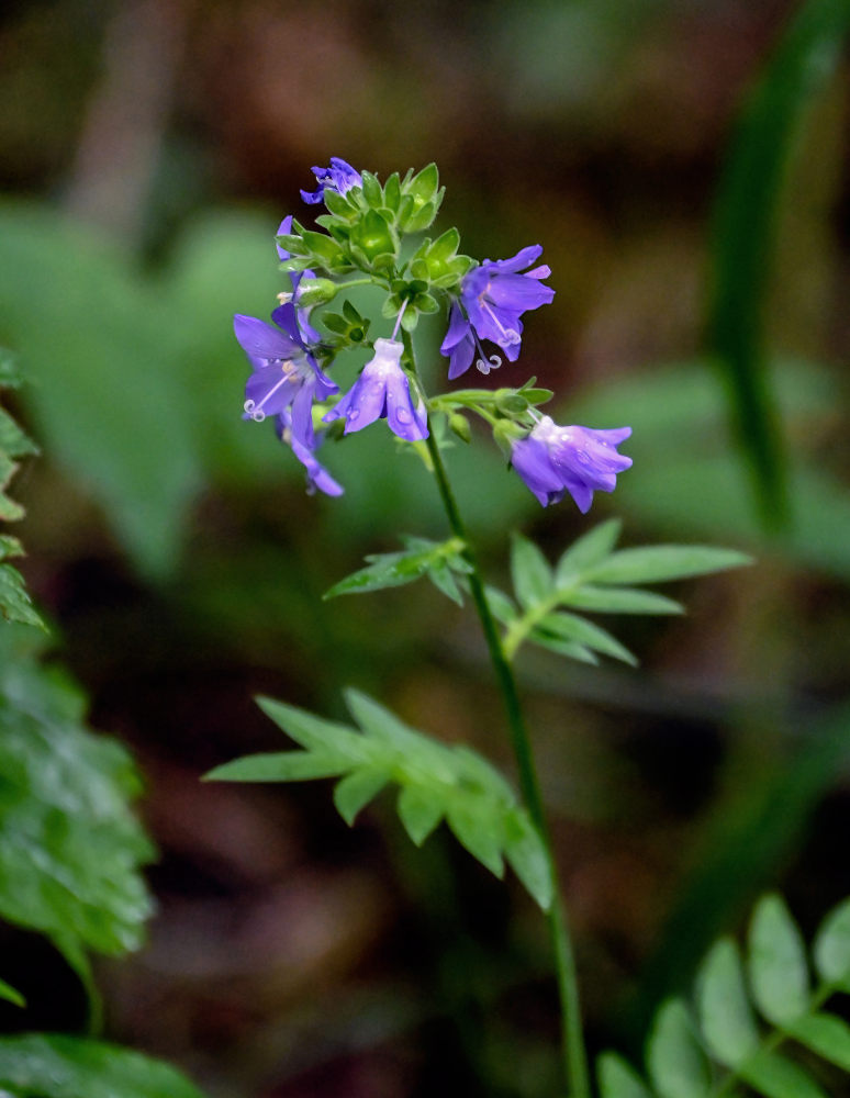 Изображение особи Polemonium caeruleum.