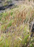 Trisetum spicatum