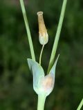 Cerastium perfoliatum