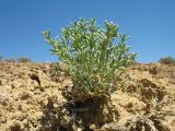 Arthrophytum lehmannianum