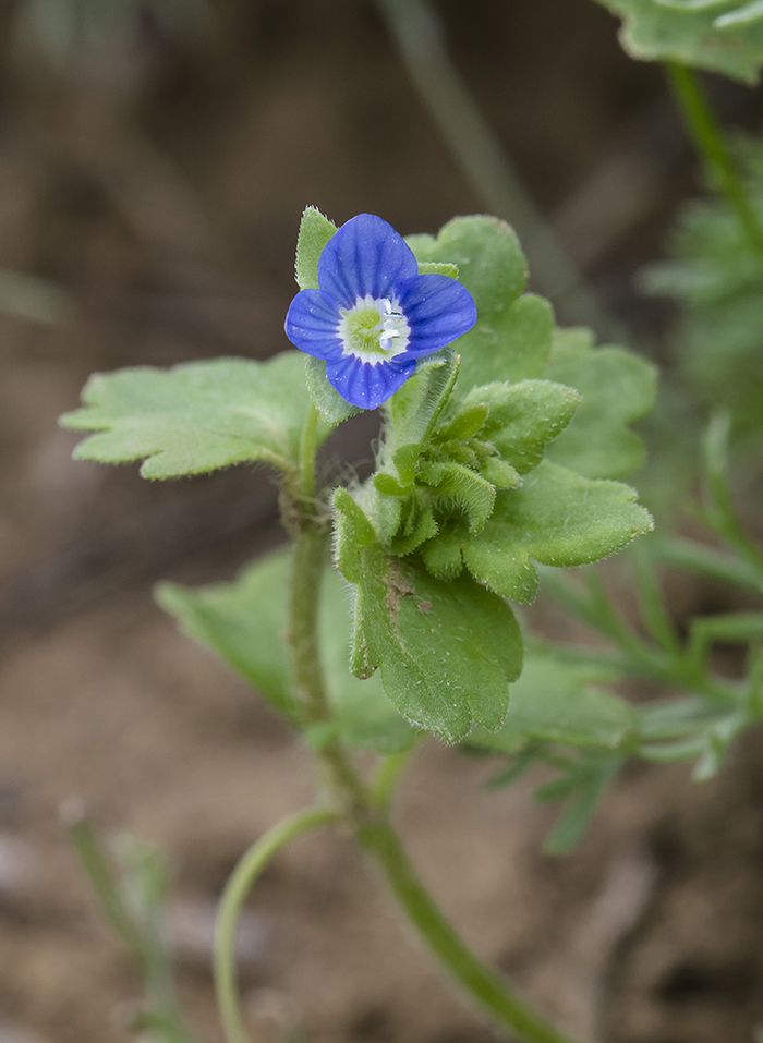 Image of Veronica praecox specimen.