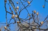 Liriodendron tulipifera