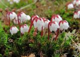 Harrimanella hypnoides