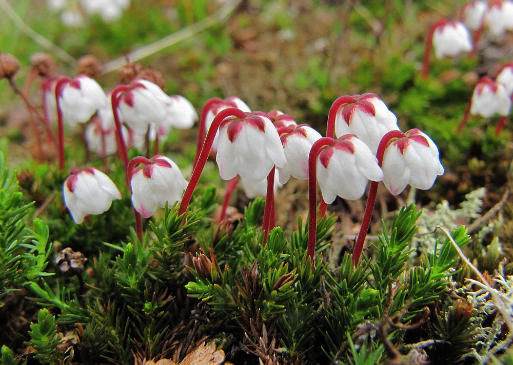 Изображение особи Harrimanella hypnoides.