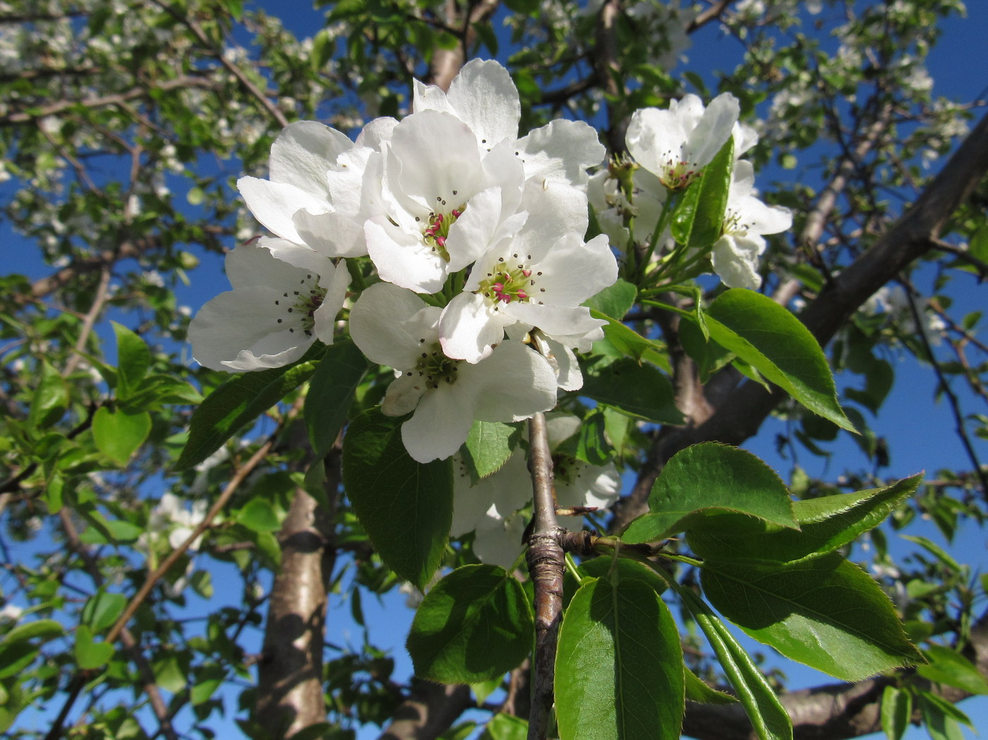 Изображение особи Pyrus ussuriensis.