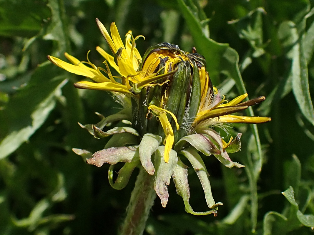 Image of Taraxacum officinale specimen.