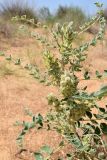 Astragalus citoinflatus