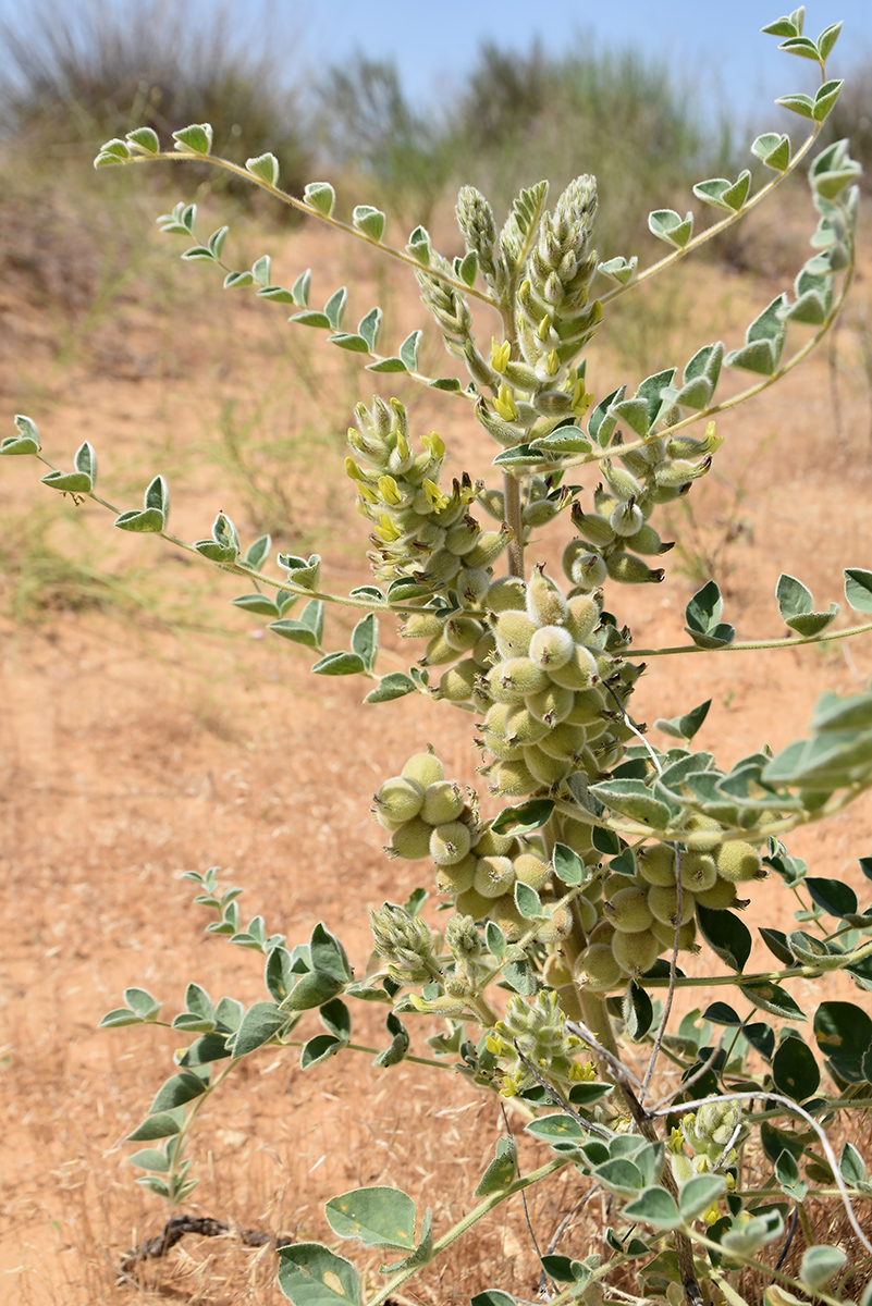 Image of Astragalus lehmannianus specimen.