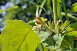 Triosteum sinuatum. Соцветие и часть листа. Приморский край, Шкотовский р-н, окр. с. Новонежино, опушка широколиственного леса. 08.06.2025.