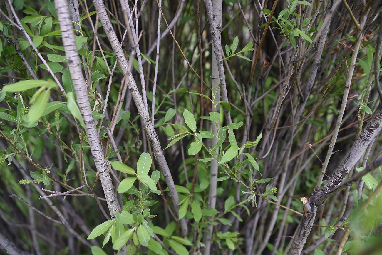 Image of genus Salix specimen.