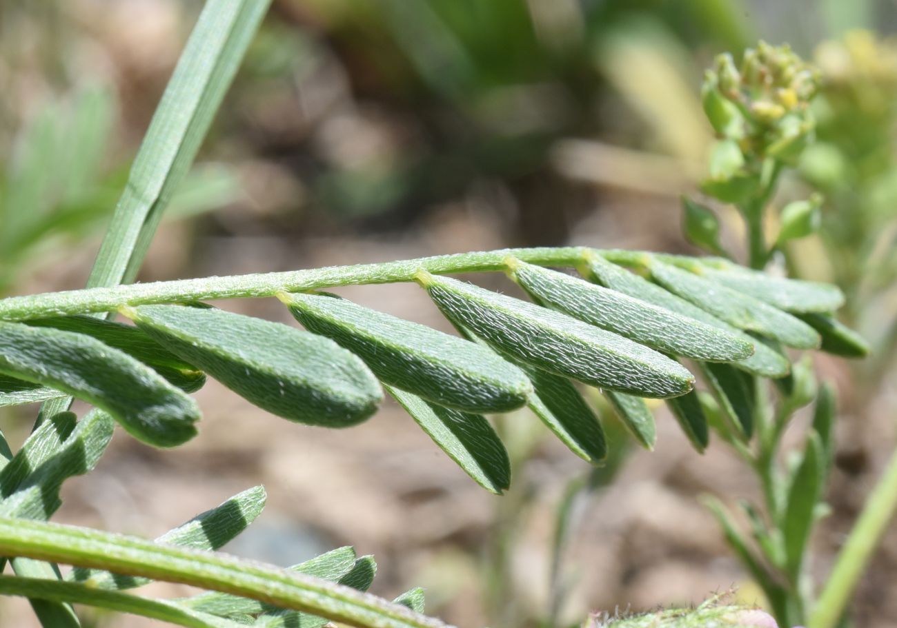 Изображение особи род Astragalus.