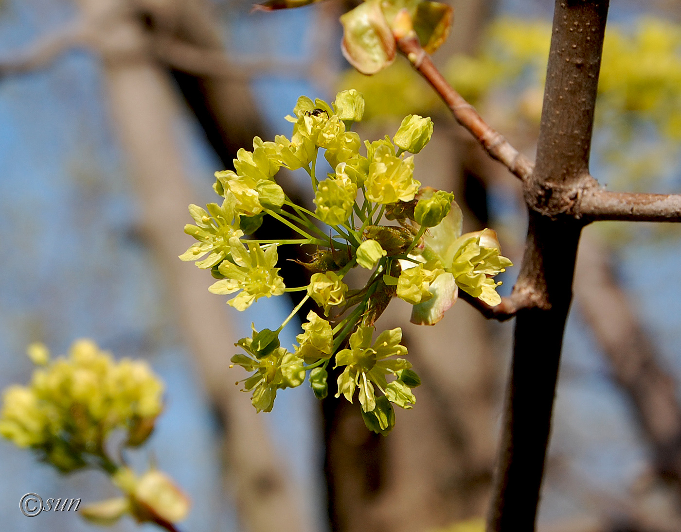 Image of Acer platanoides specimen.