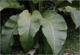 Inula helenium