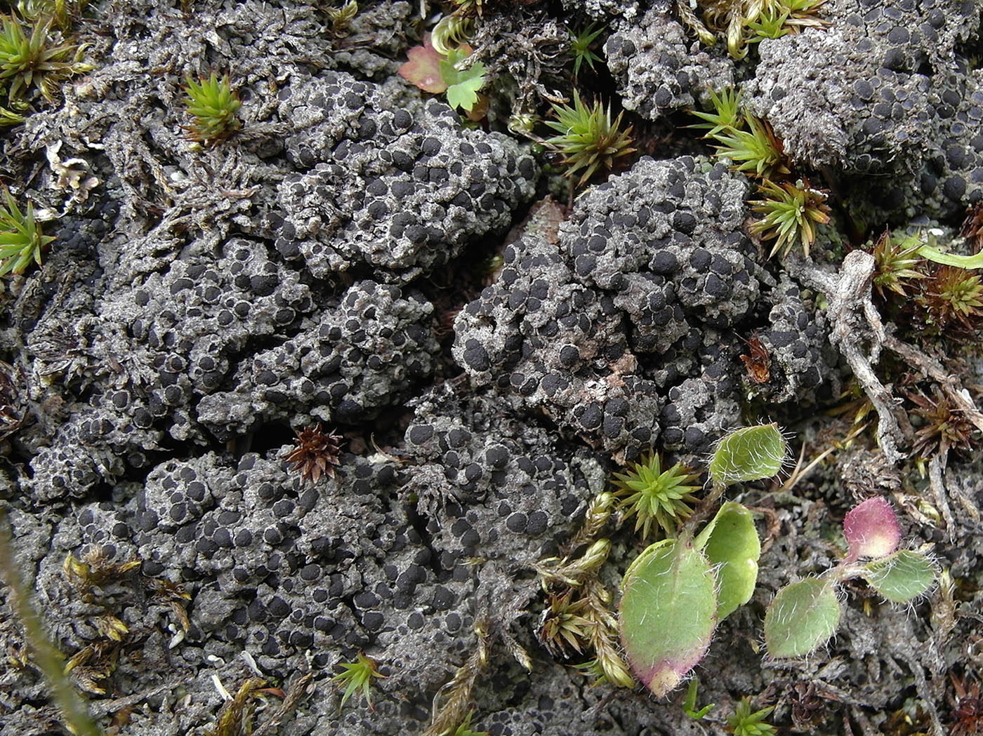 Image of Megaspora verrucosa specimen.