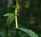 Digitalis grandiflora. Средняя часть побега с повреждённым листом. Пермский край, Кишертский р-н, высокий берег р. Сылва, смешанный лес. 10 августа 2024 г.