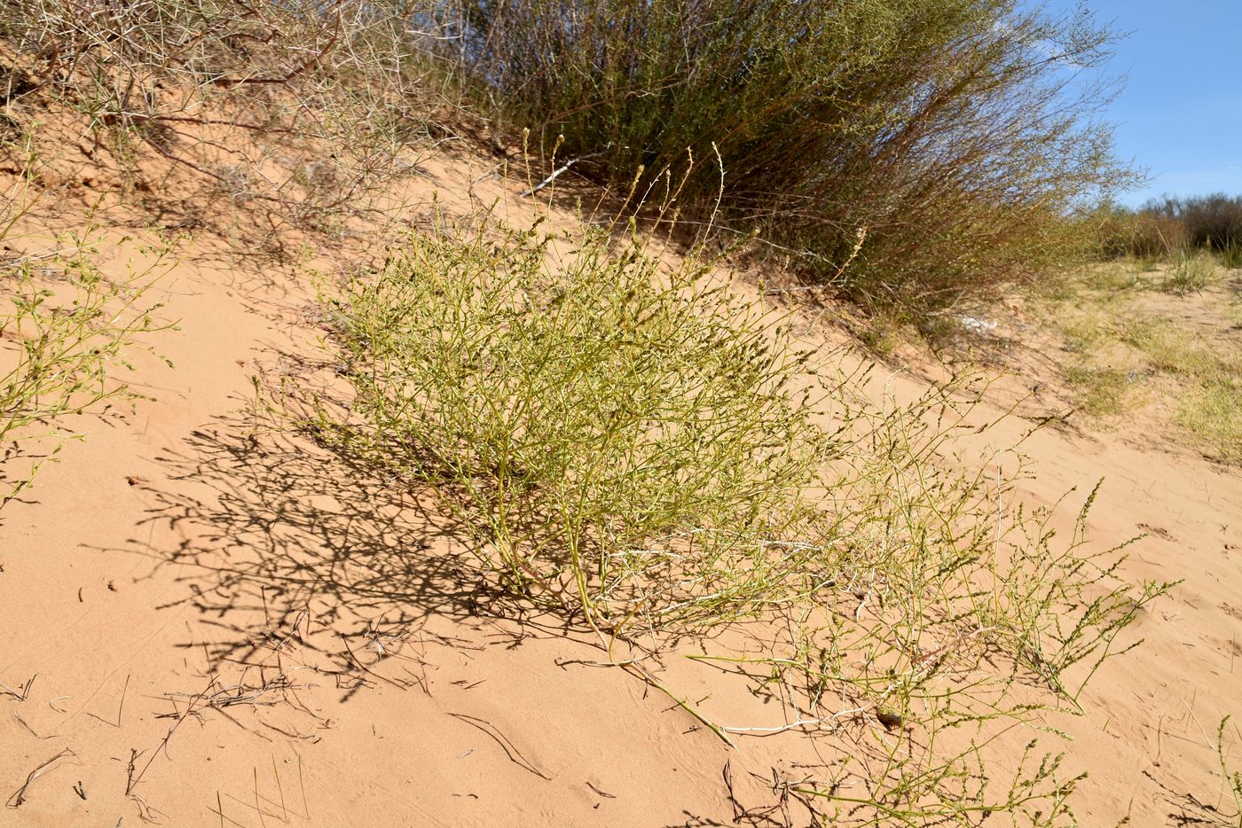 Изображение особи Corispermum hyssopifolium.