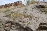 Astragalus bakaliensis