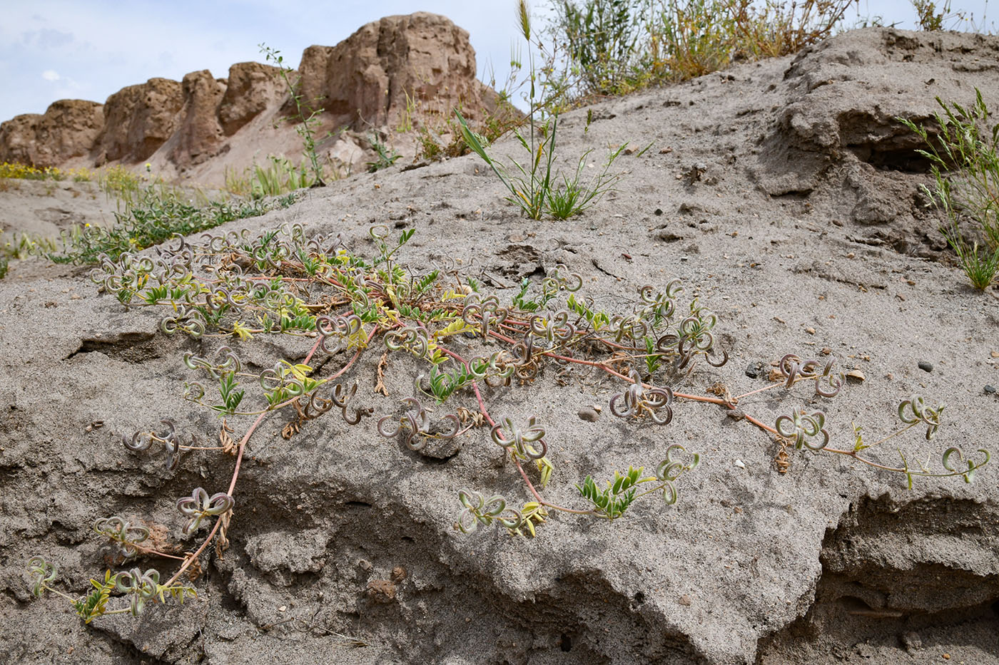 Изображение особи Astragalus bakaliensis.