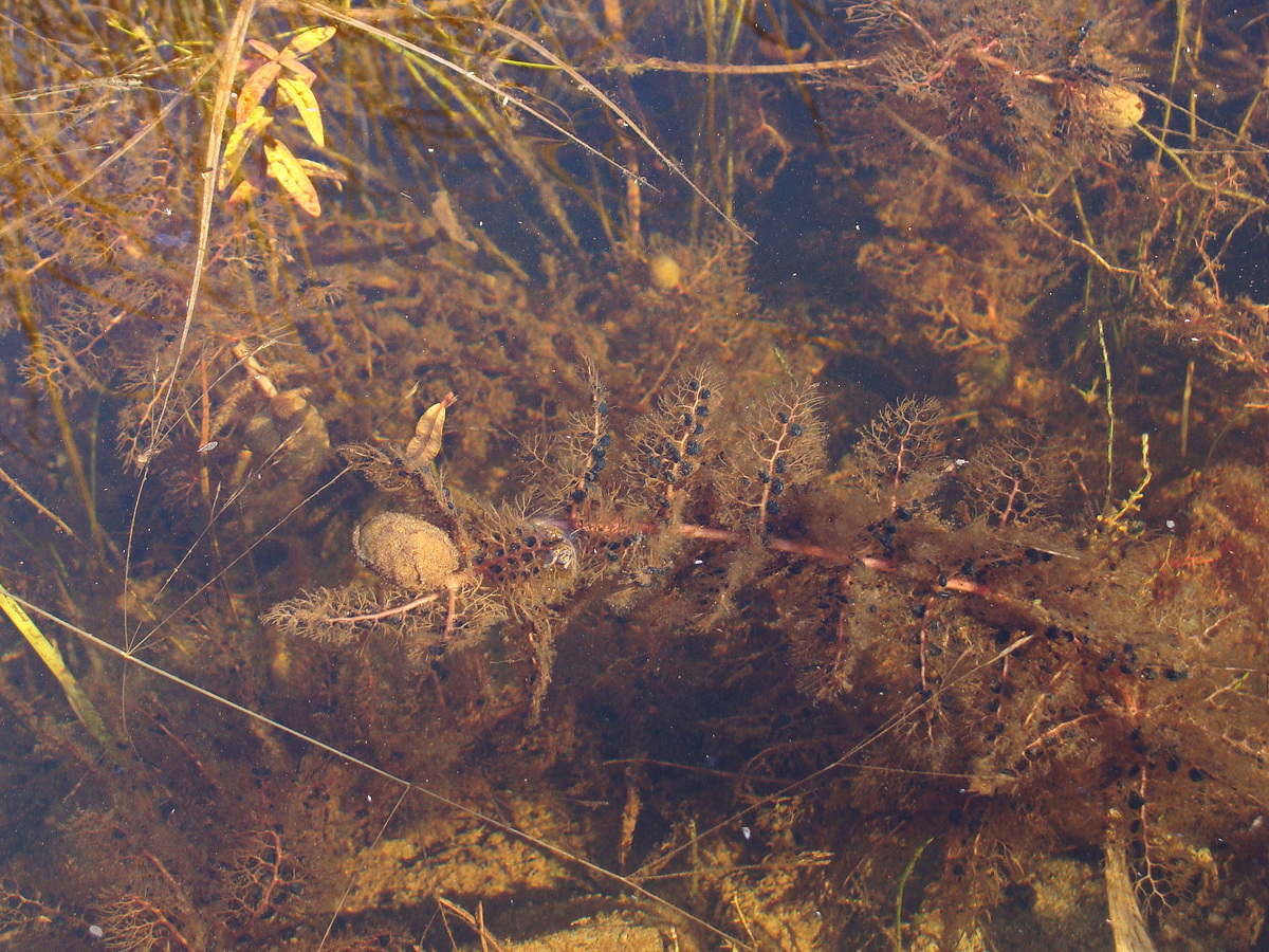 Image of Utricularia intermedia specimen.