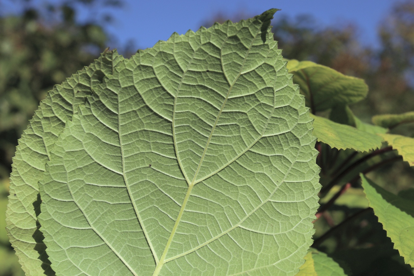 Изображение особи Hydrangea arborescens.