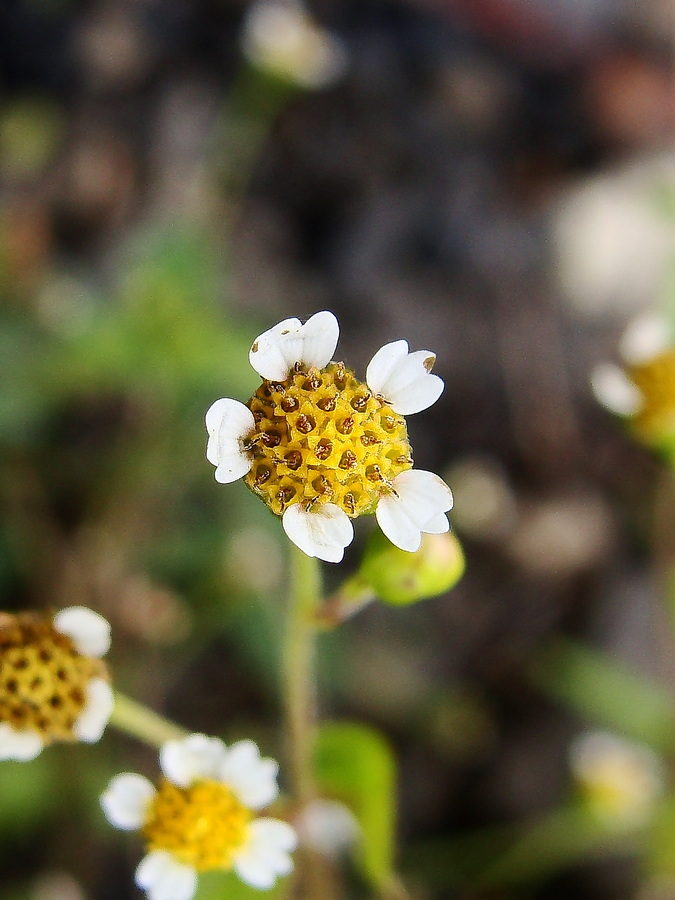 Image of Galinsoga parviflora specimen.