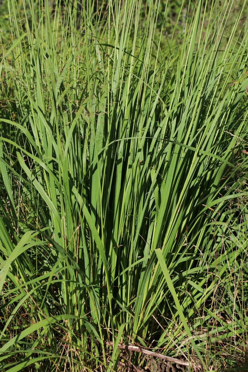 Изображение особи Molinia caerulea.