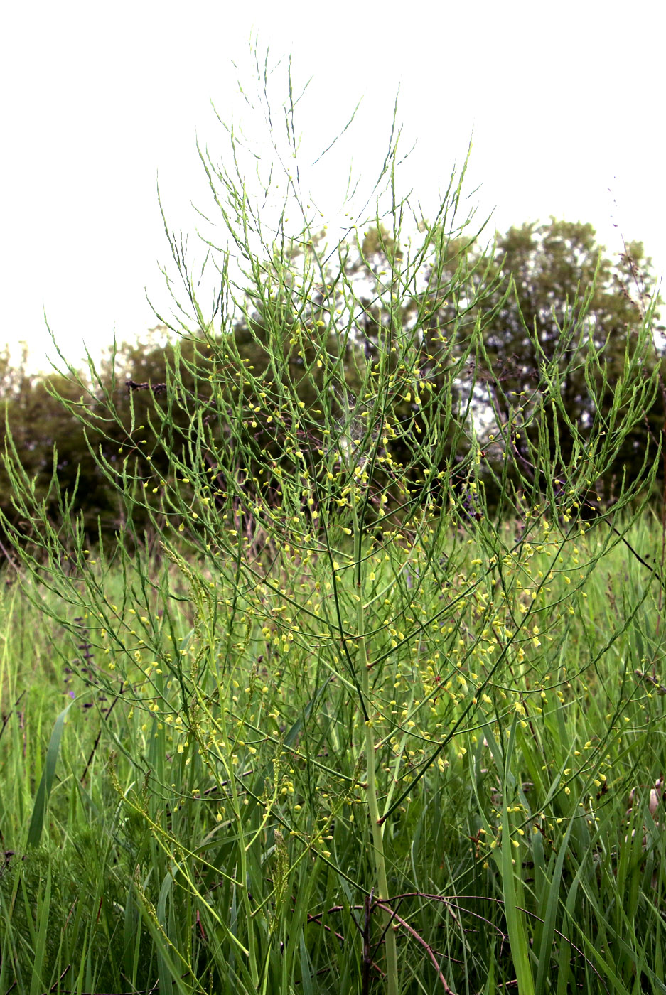 Image of Asparagus officinalis specimen.