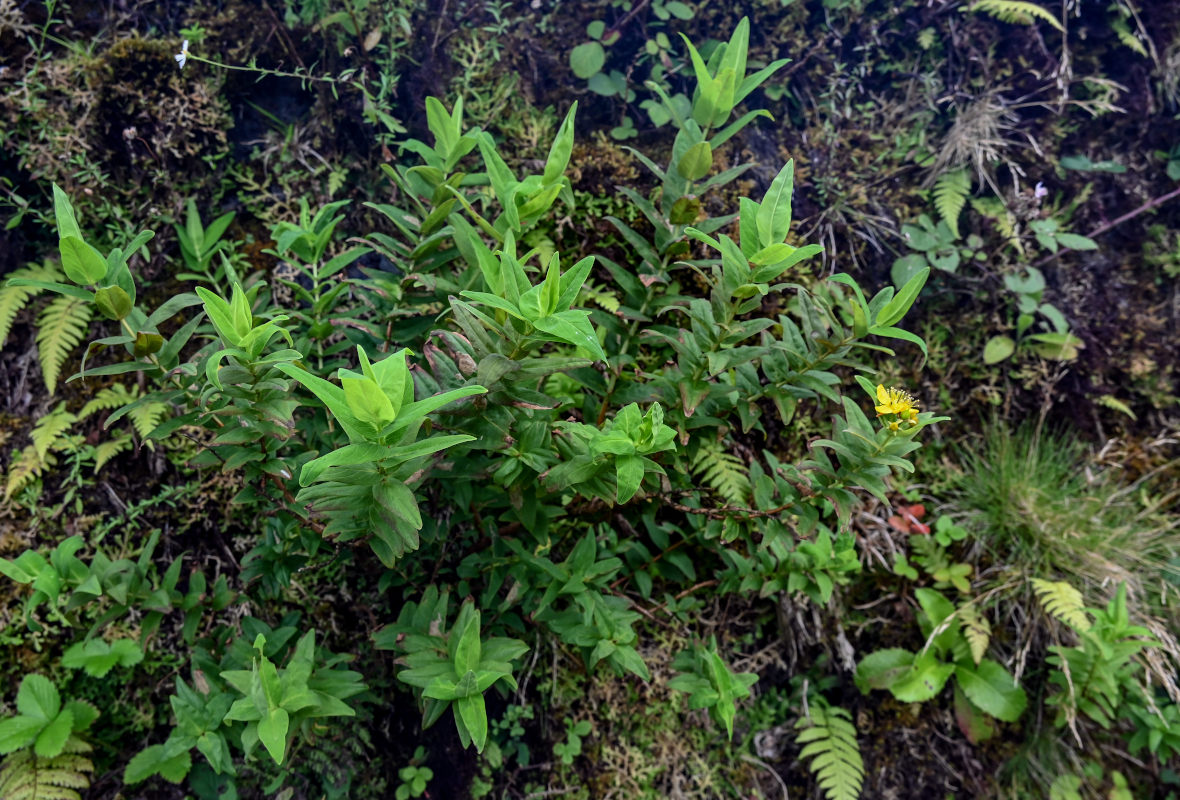 Image of genus Hypericum specimen.