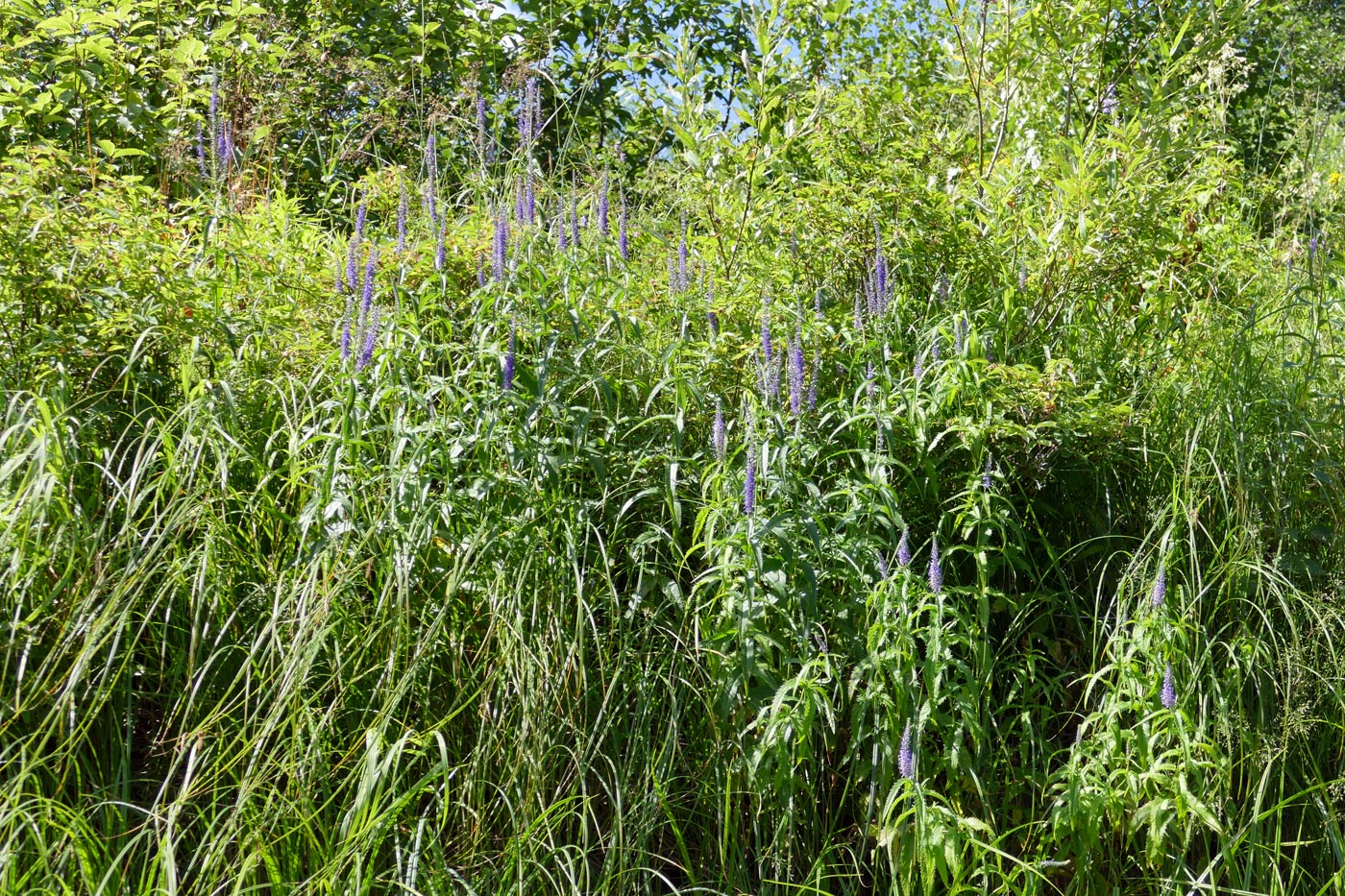 Изображение особи Veronica longifolia.