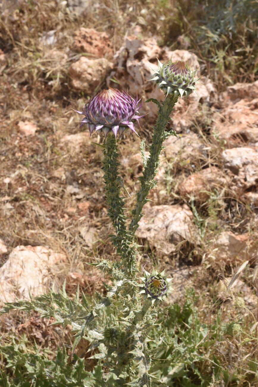 Изображение особи Onopordum carduchorum.