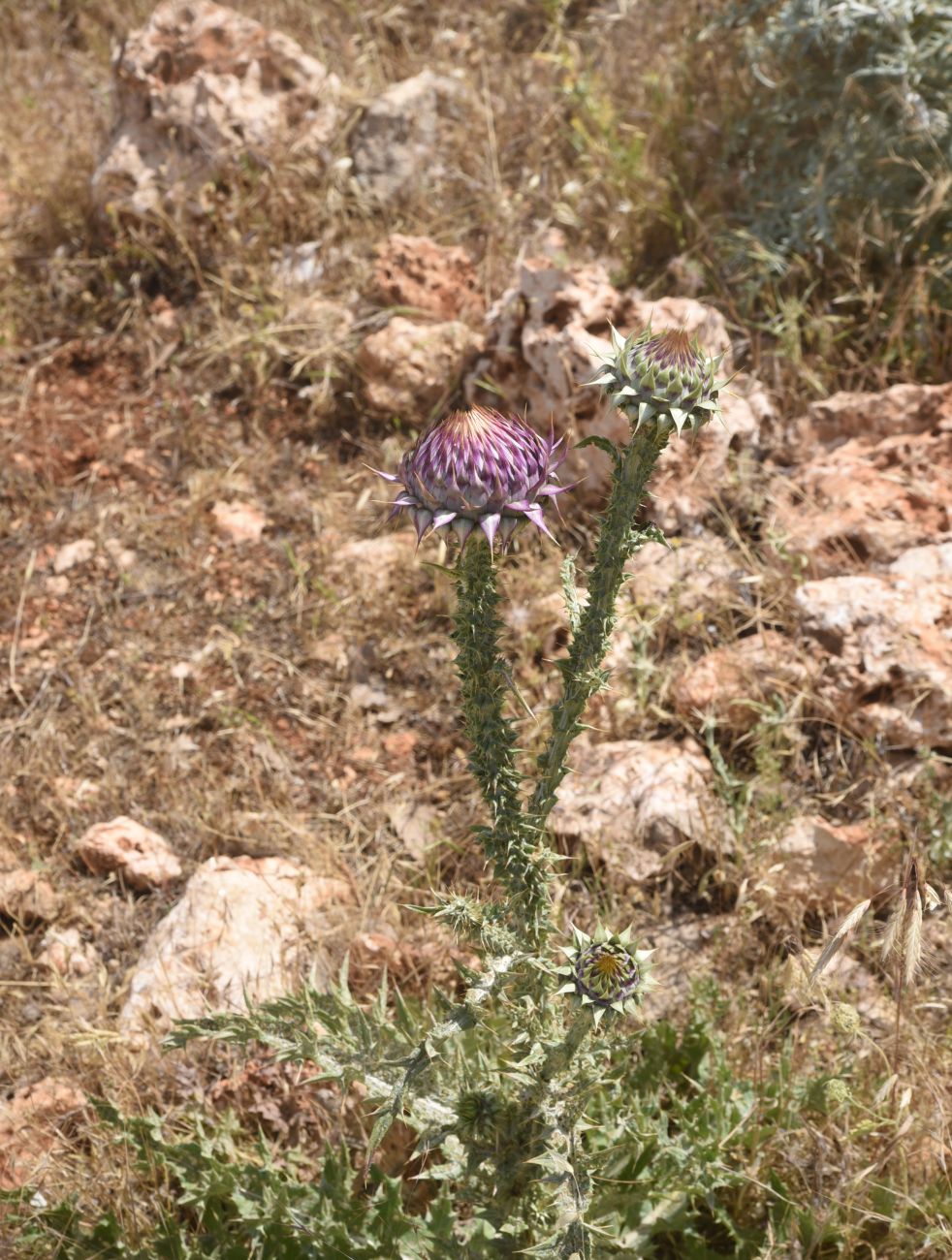 Изображение особи Onopordum carduchorum.