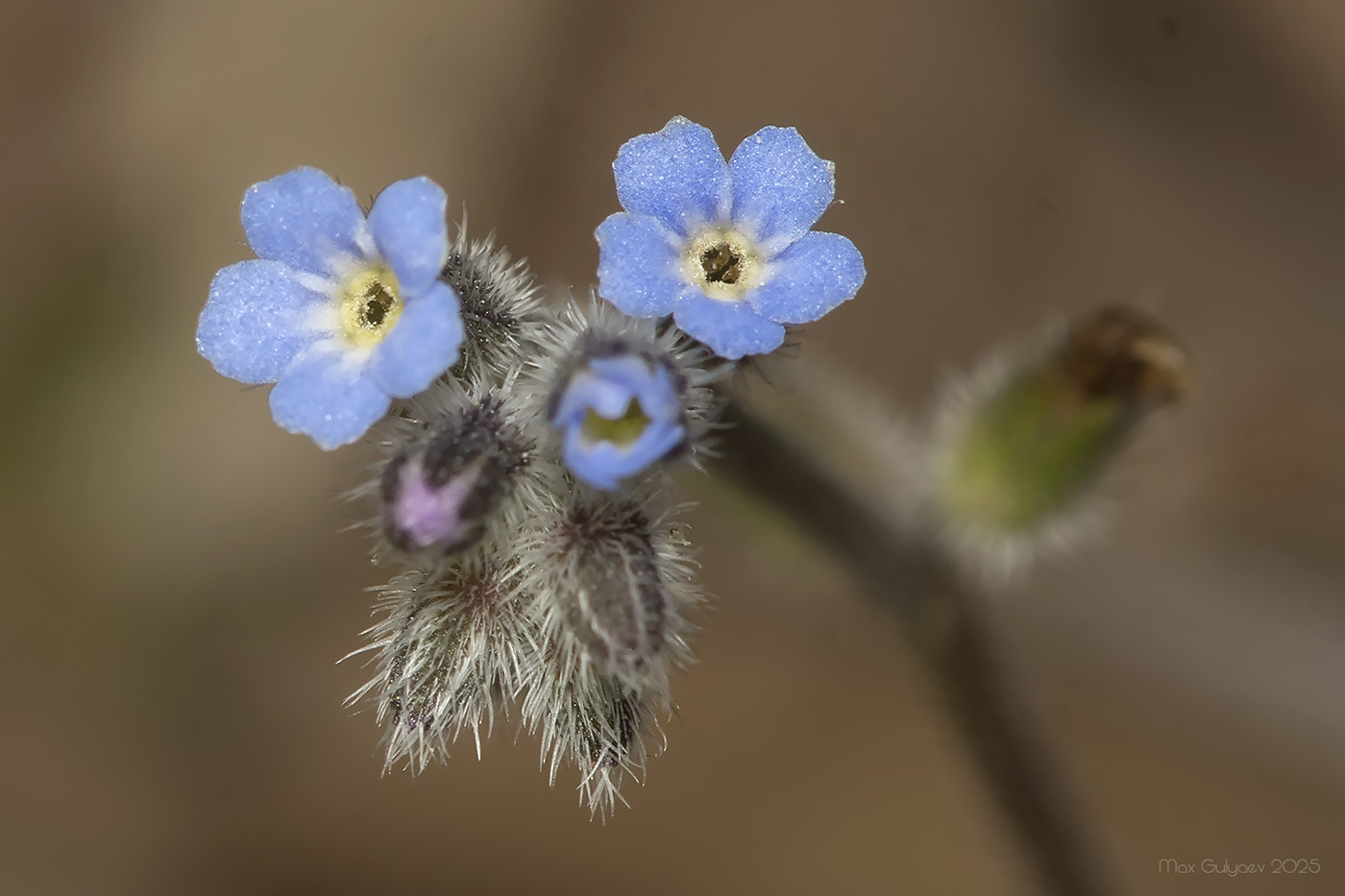 Изображение особи Myosotis ramosissima.