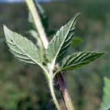 Galeopsis speciosa. Листья (вид на абаксиальную поверхность). Челябинская обл., Катав-Ивановский р-н, с. Александровка, пустырь на месте бывшего дома. 04.08.2022.