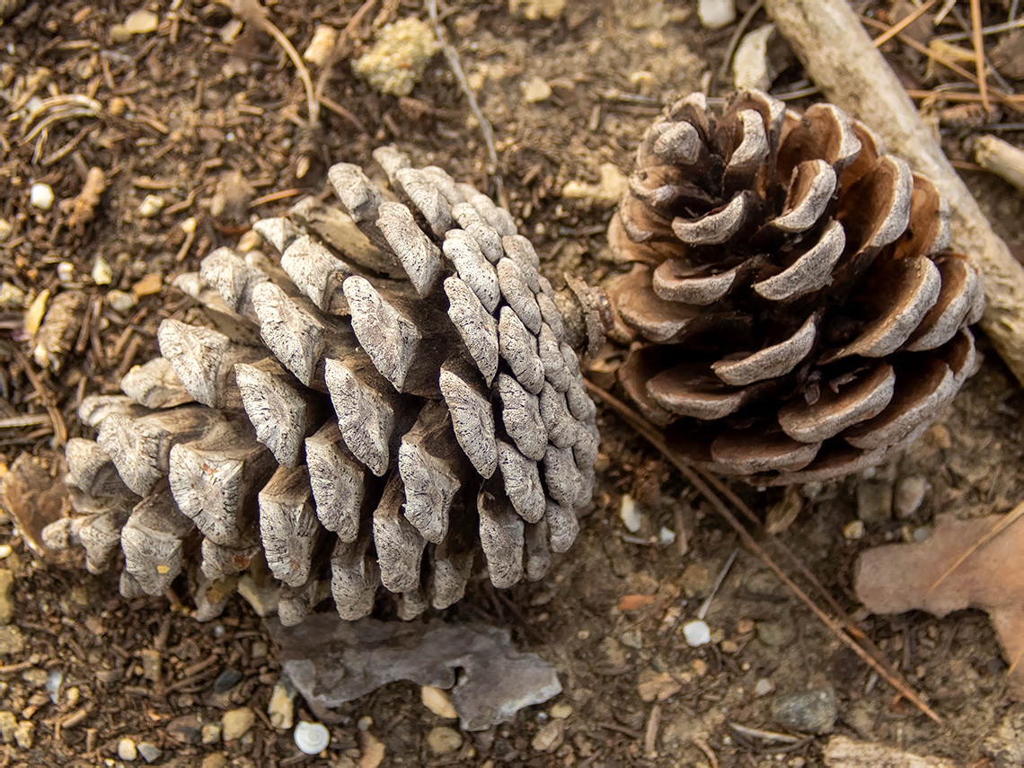 Изображение особи Pinus pallasiana.