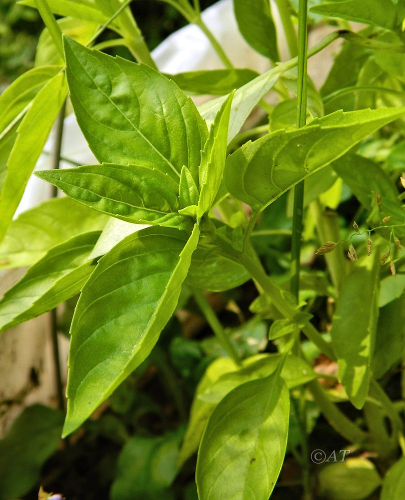 Image of Ocimum basilicum specimen.